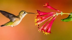 20 Чудових фактів про hummingbirds